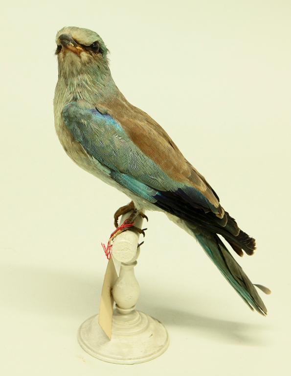 animal naturalisé : oiseau : Rollier d'Europe