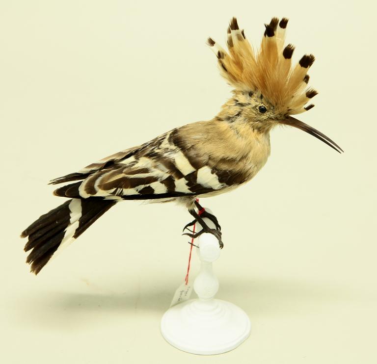 animal naturalisé : oiseau : Huppe fasciée