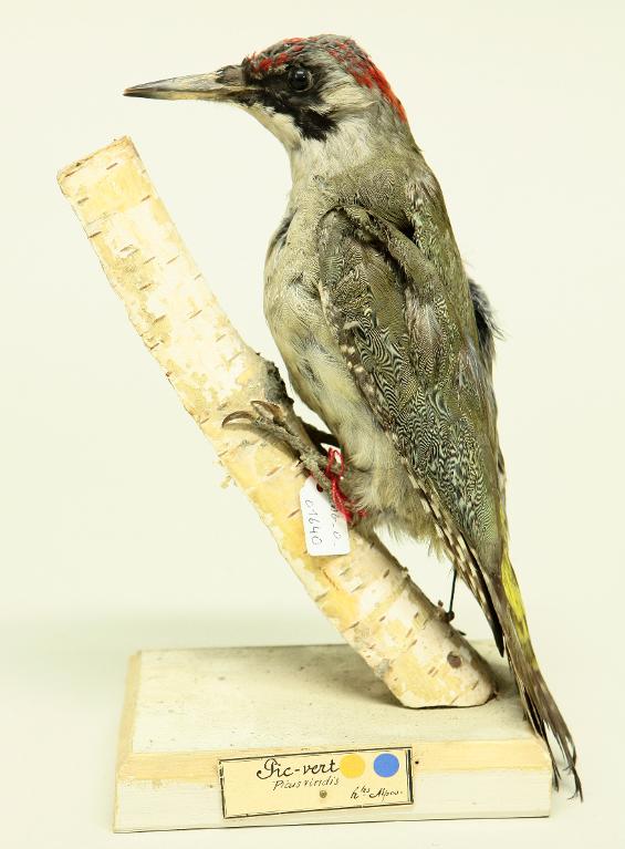 animal naturalisé : oiseau : Pic vert