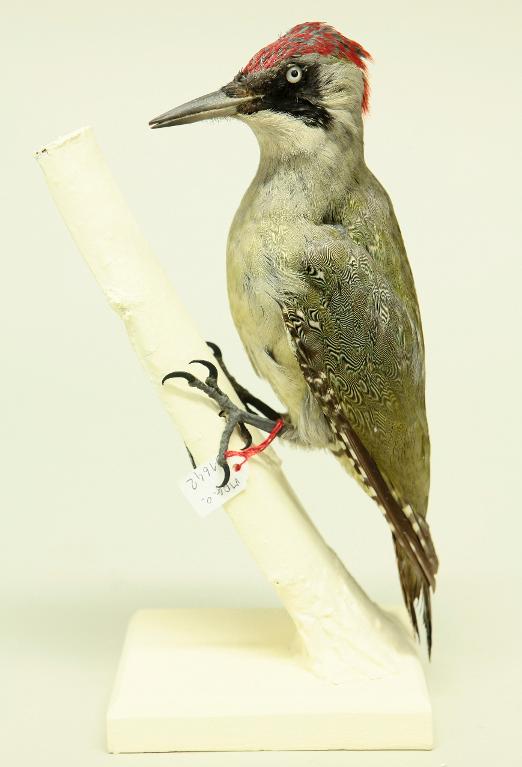 animal naturalisé : oiseau : Pic vert
