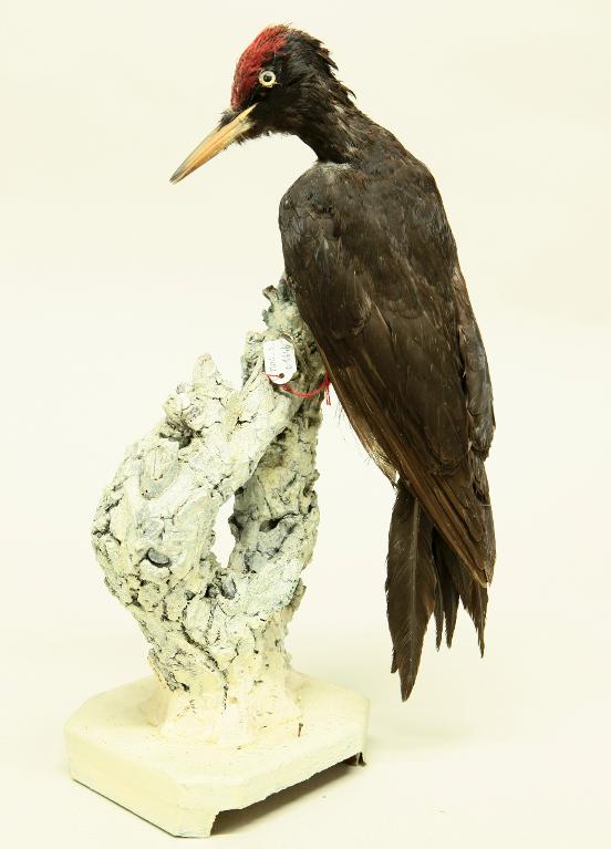 animal naturalisé : oiseau : Pic noir