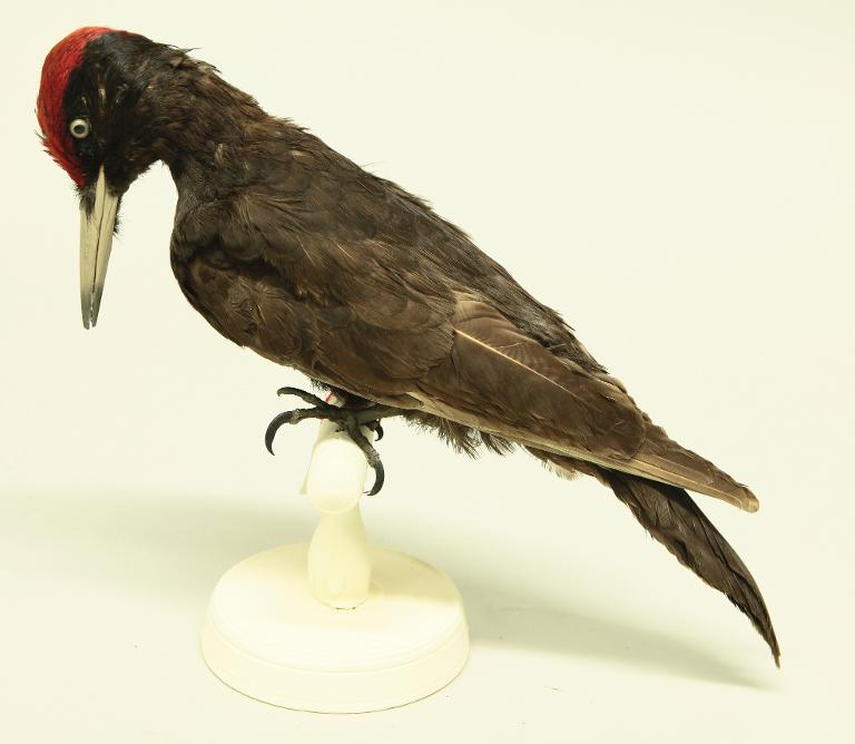 animal naturalisé : oiseau : Pic noir