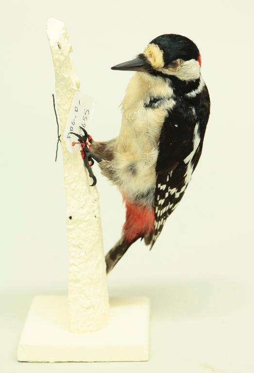 animal naturalisé : oiseau : Pic épeiche