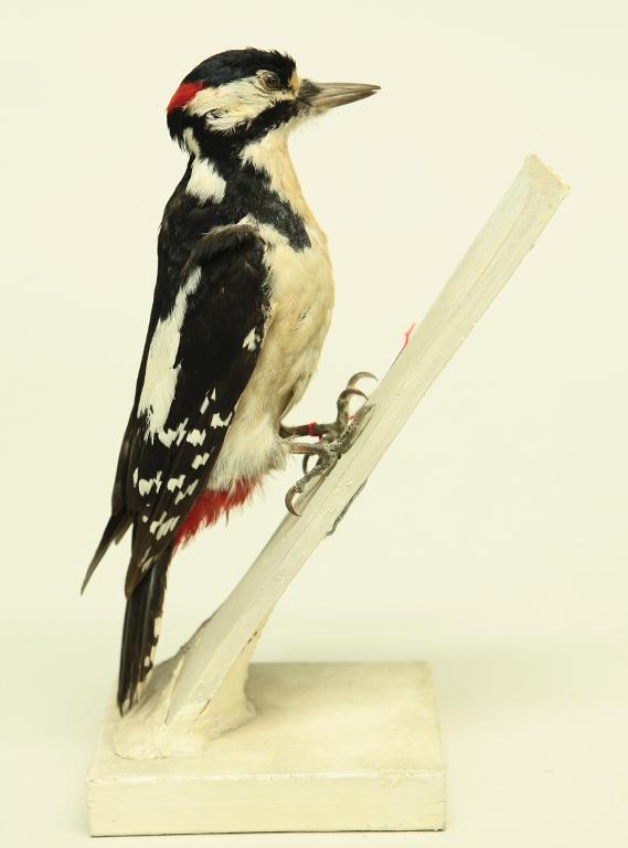 animal naturalisé : oiseau : Pic épeiche