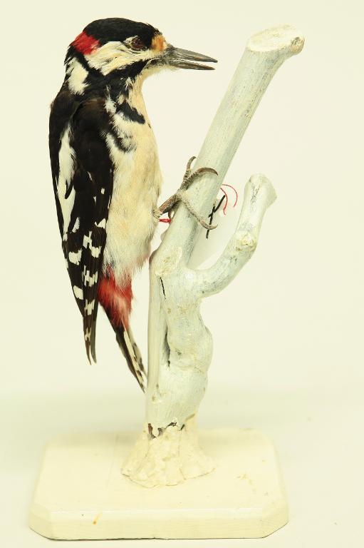 animal naturalisé : oiseau : Pic épeiche