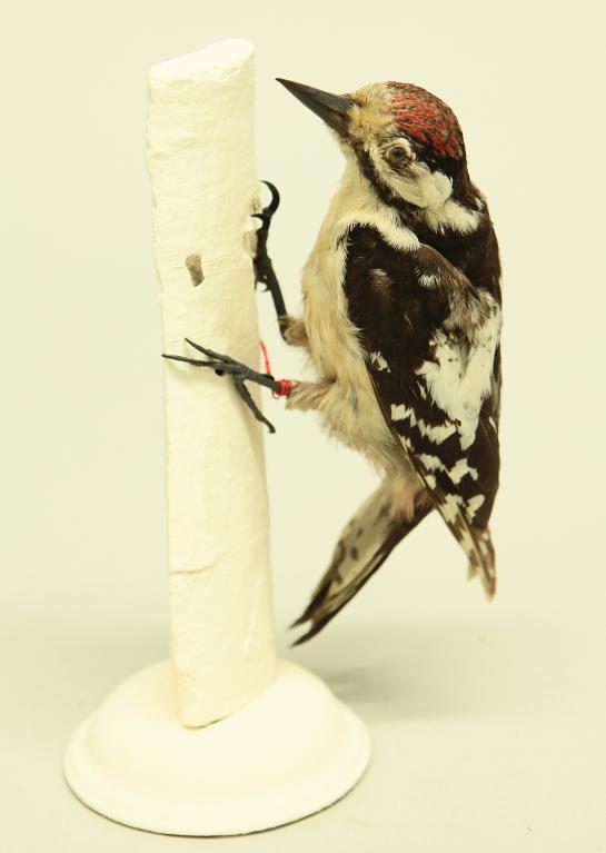 animal naturalisé : oiseau : Pic épeiche
