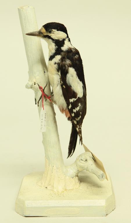 animal naturalisé : oiseau : Pic épeiche