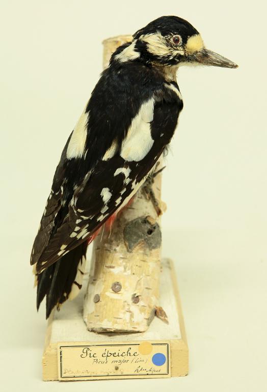 animal naturalisé : oiseau : Pic épeiche