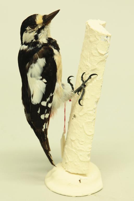 animal naturalisé : oiseau : Pic épeiche