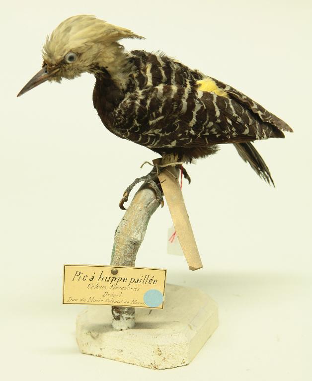 animal naturalisé : oiseau : Pic ocré