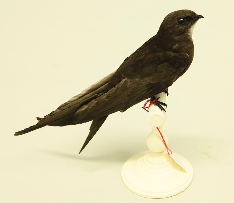 animal naturalisé : oiseau : Martinet noir