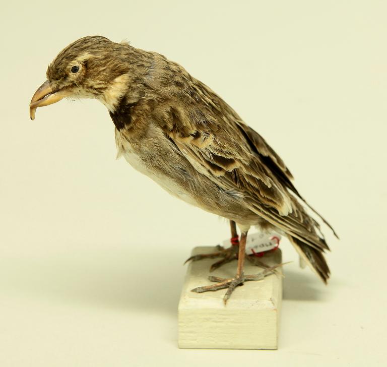 animal naturalisé : oiseau : Alouette calandre