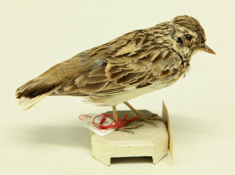 animal naturalisé : oiseau : Alouette des champs