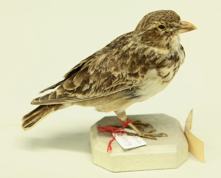 animal naturalisé : oiseau : Alouette calandre