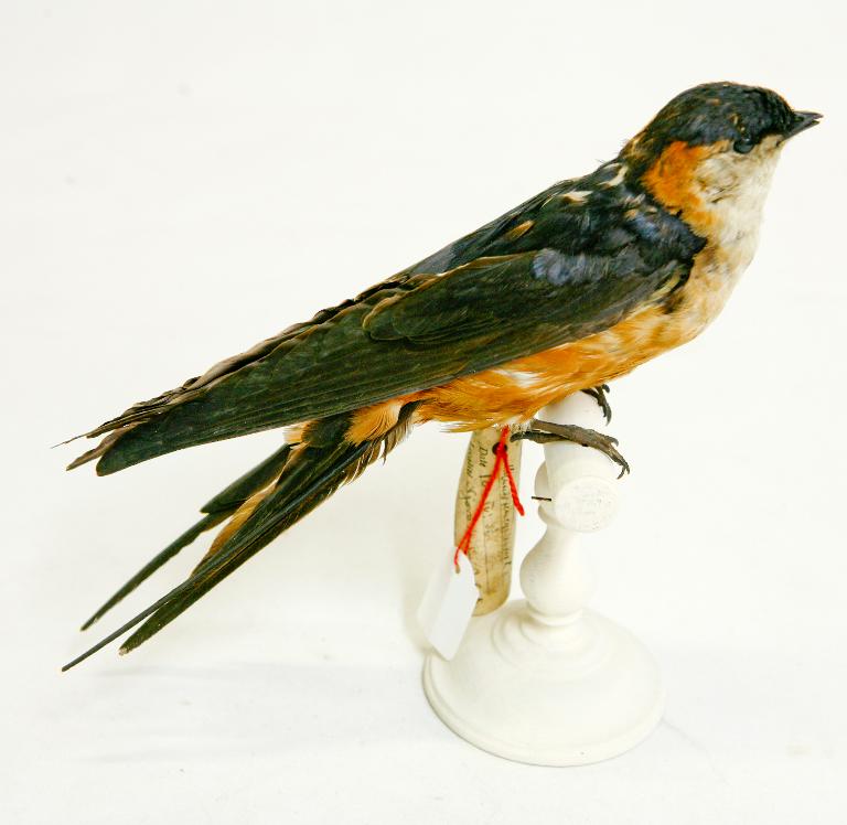 animal naturalisé : oiseau : Hirondelle des mosquées