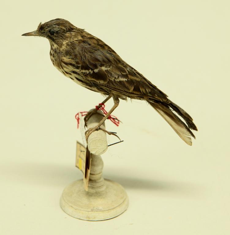 animal naturalisé : oiseau : Pipit farlouse