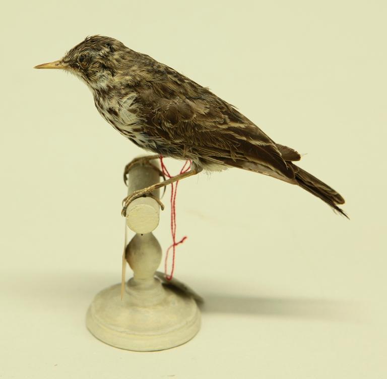 animal naturalisé : oiseau : Pipit farlouse