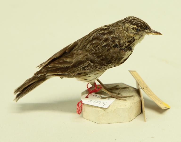 animal naturalisé : oiseau : Pipit farlouse