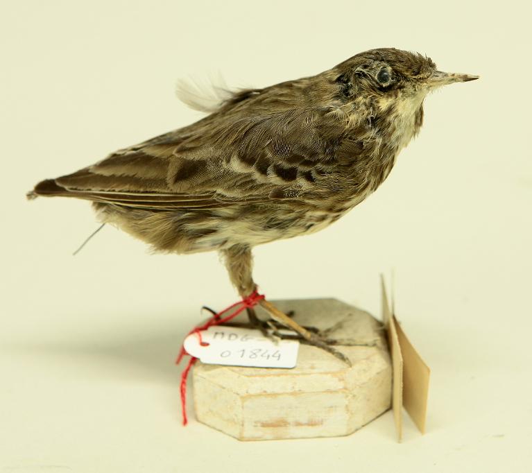 animal naturalisé : oiseau : Pipit
