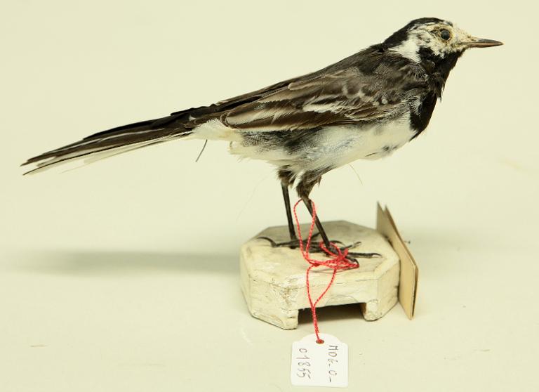 animal naturalisé : oiseau : Bergeronnette grise
