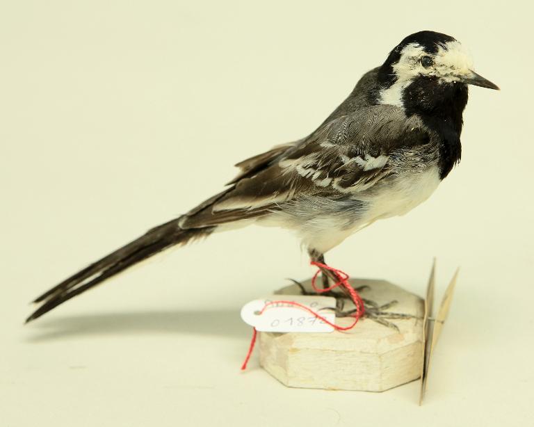 animal naturalisé : oiseau : Bergeronnette grise
