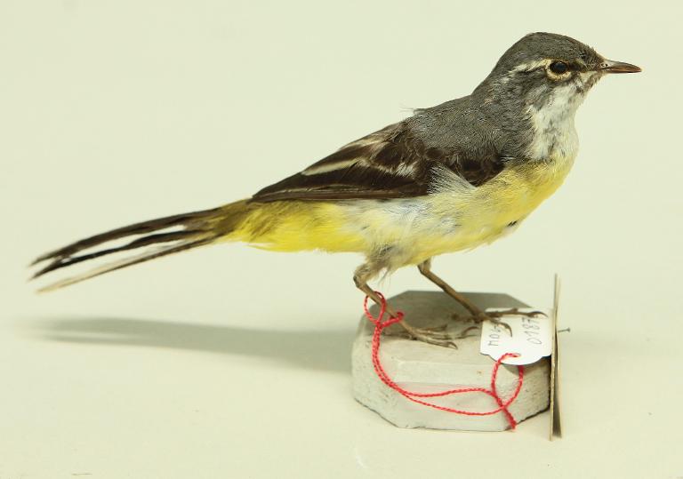 animal naturalisé : oiseau : Bergeronnette des ruisseaux