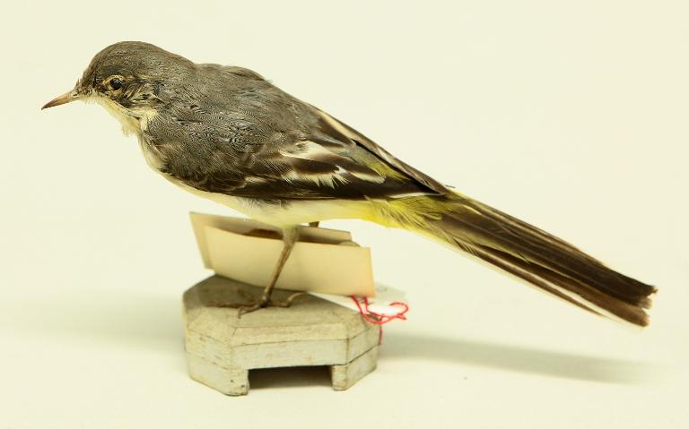animal naturalisé : oiseau : Bergeronnette des ruisseaux