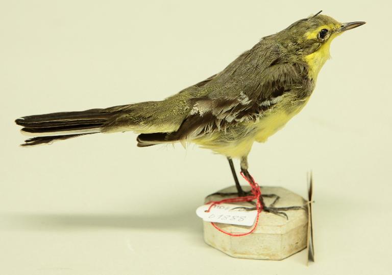 animal naturalisé : oiseau : Bergeronnette printanière