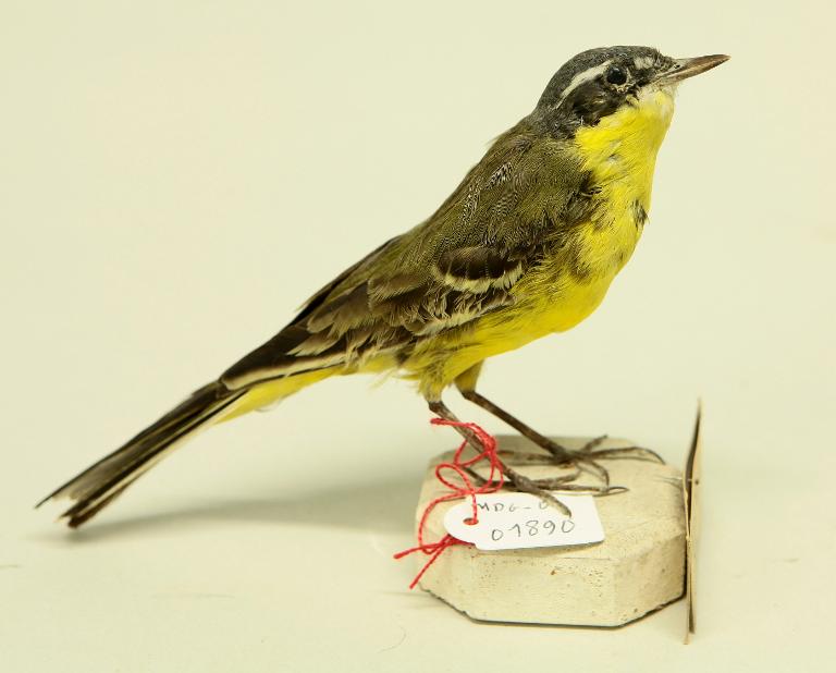 animal naturalisé : oiseau : Bergeronnette printanière