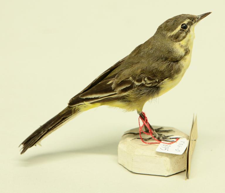 animal naturalisé : oiseau : Bergeronnette printanière