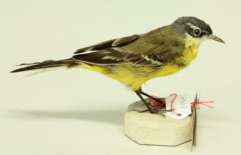 animal naturalisé : oiseau : Bergeronnette printanière