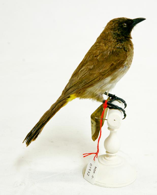 animal naturalisé : oiseau : Bulbul des jardins