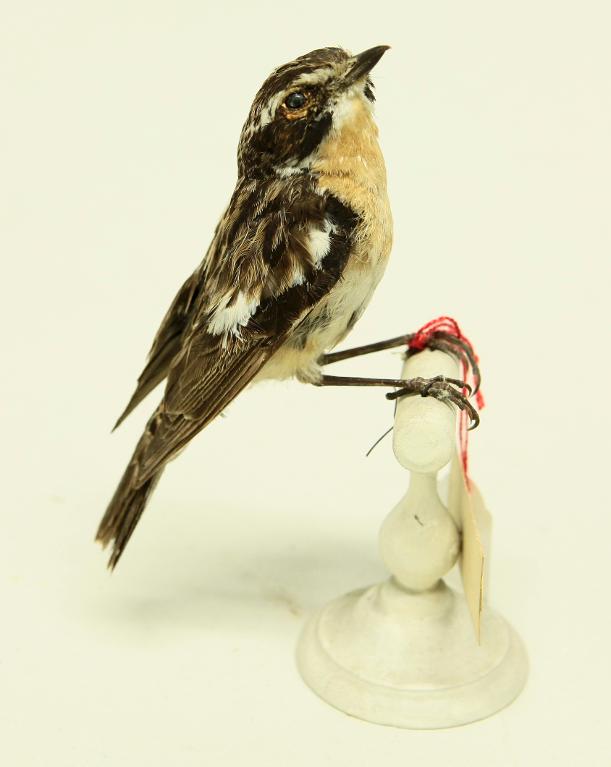 animal naturalisé : oiseau : Tarier des prés