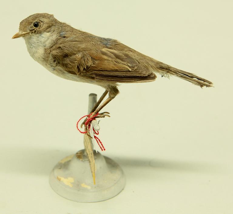 animal naturalisé : oiseau : Fauvette grisette