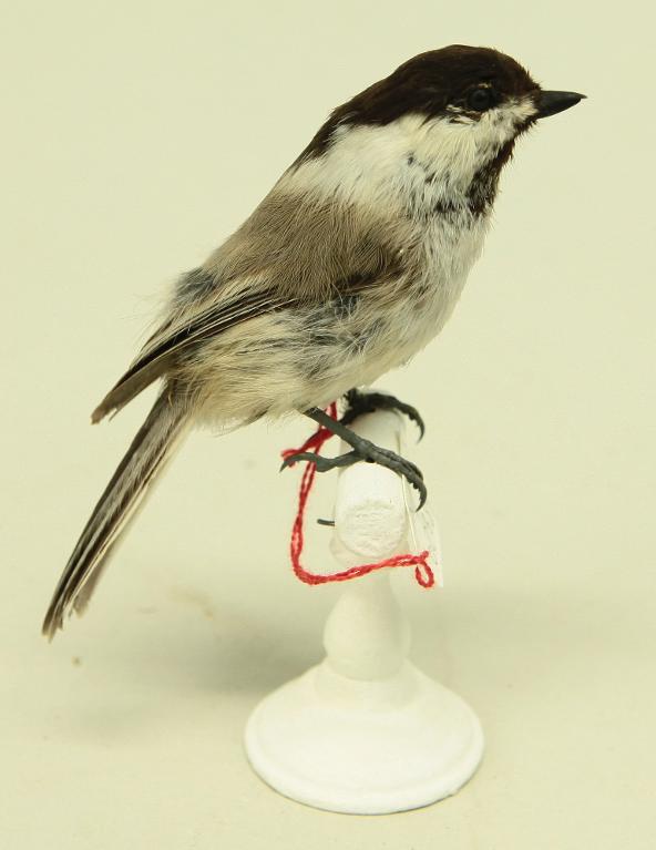 animal naturalisé : oiseau : Mésange nonnette