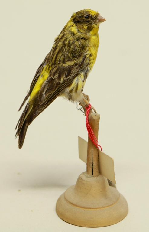 animal naturalisé : oiseau : Serin cini