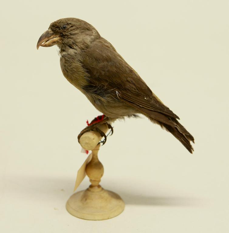 : oiseau : Bec-croisé des sapins