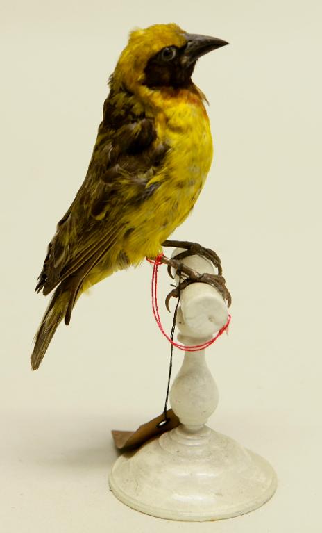 animal naturalisé : oiseau : Tisserin de Speke