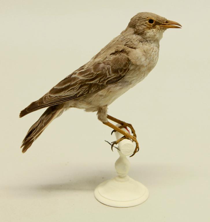 animal naturalisé : oiseau : Etourneau roselin