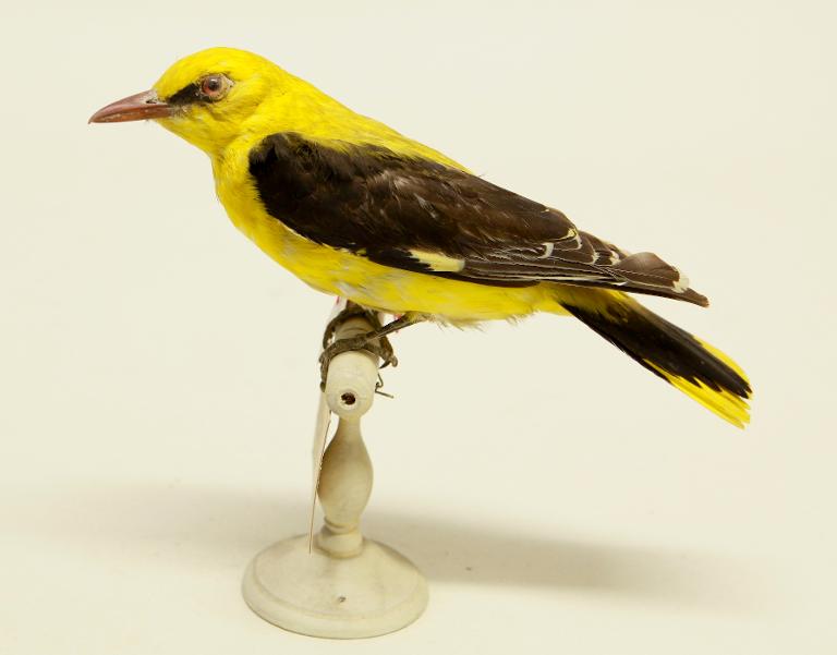 animal naturalisé : oiseau : Loriot d'Europe
