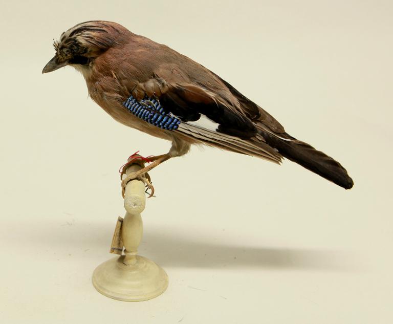 animal naturalisé : oiseau : Geai des chênes