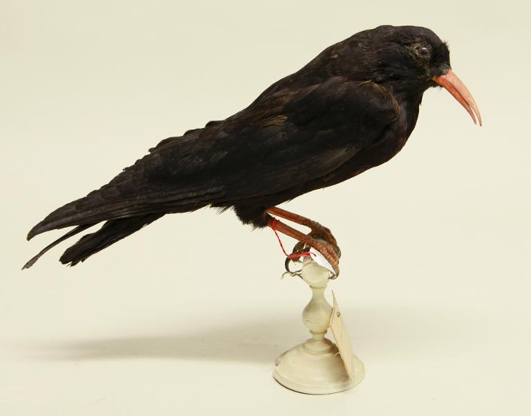 animal naturalisé : oiseau : Crave à bec rouge