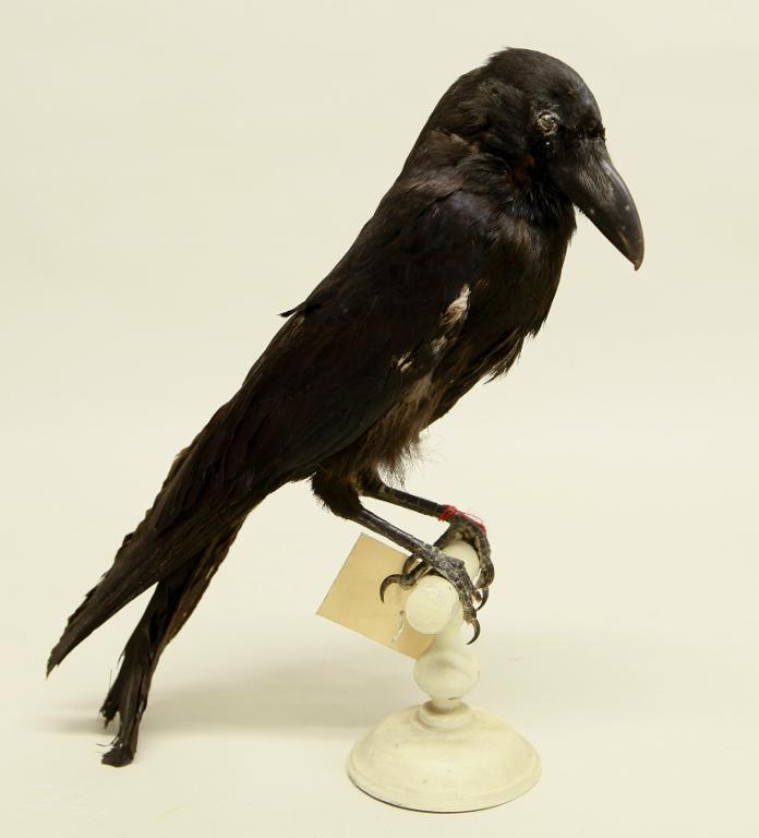 animal naturalisé : oiseau : Corbeau à gros bec