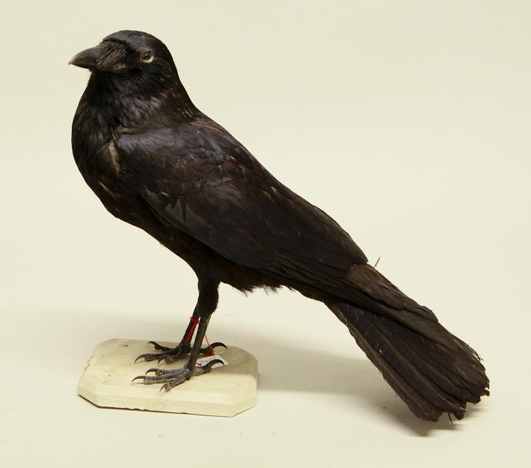 animal naturalisé : oiseau : Corneille noire