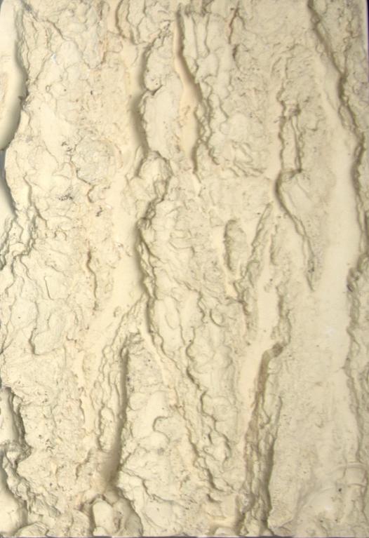 Écorce (cèdre de l'Atlas)