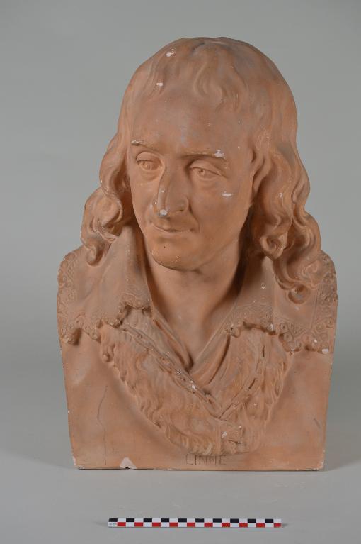 Carl Von Linné, naturaliste suédois
