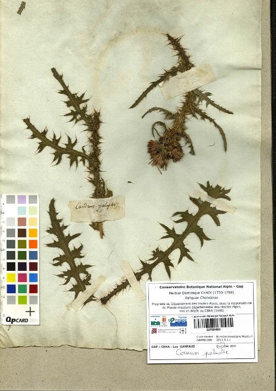 : herbier : Cirse des marais