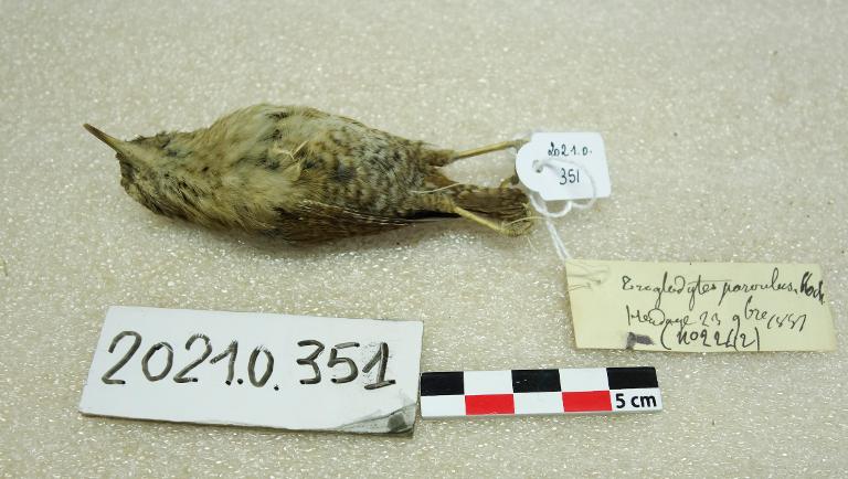 animal naturalisé : oiseau : Troglodyte mignon