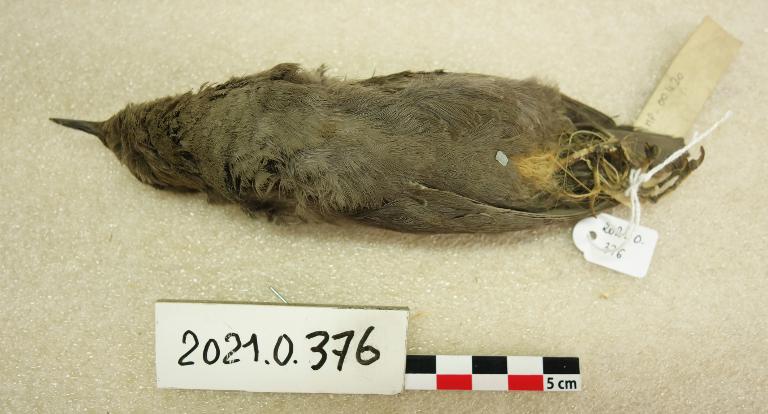 animal naturalisé : oiseau : Cincle d'Amérique