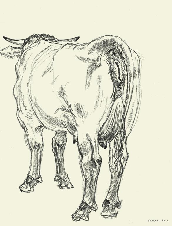 Vache laitière, dressée sur ses membres, vue par le flanc gauche, de trois-quarts postérieurs
